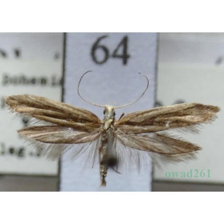 Plutella xylostella (Linnaeus, 1758) Tantniś krzyżowiaczek Czech64